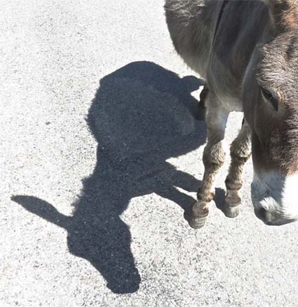 Donkey and Shadow